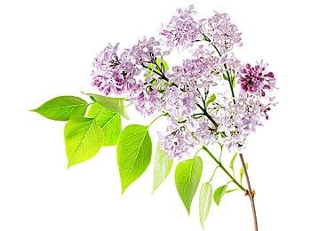 《最终幻想14》确认参加2021TGS 吉田直树主持节目